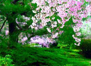 图片樱花,樱花绽放的浪漫画卷