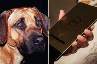 人和狗做爱视频,揭秘真实情感交织的禁忌世界