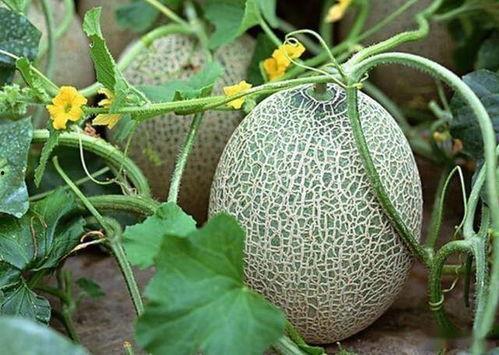 今日哈密瓜收购价格查询,市场行情实时更新