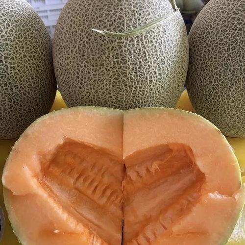 今日哈密瓜收购价格查询,市场行情实时更新