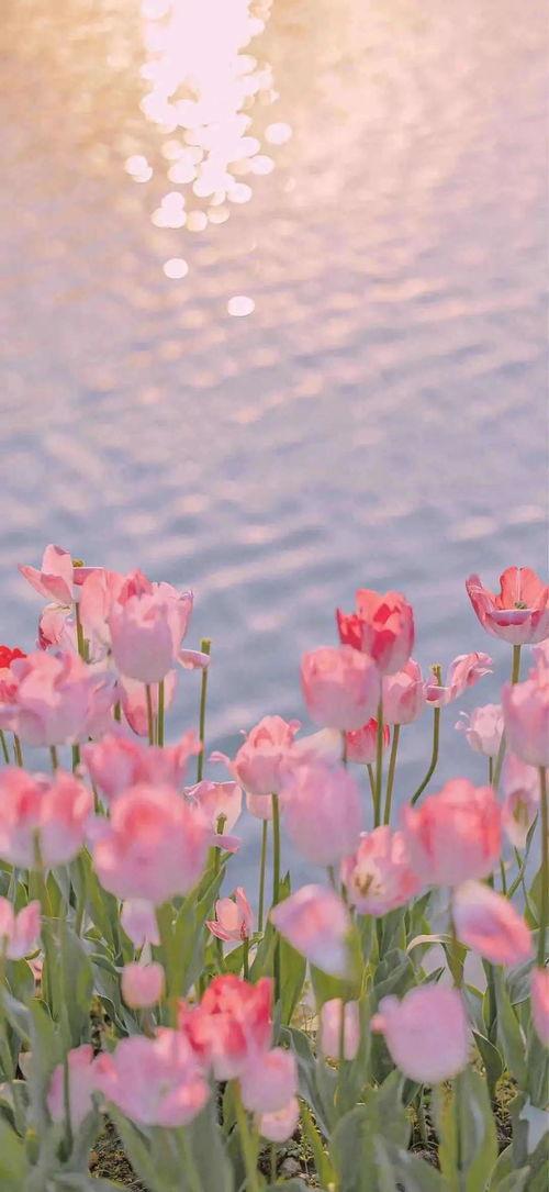 鲜花美图片大全,捕捉自然之美，尽享鲜花盛宴