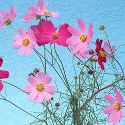 鲜花美图片大全,捕捉自然之美，尽享鲜花盛宴