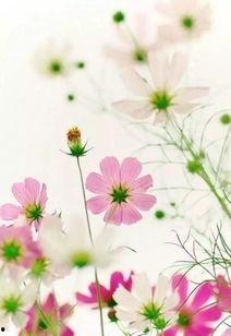 鲜花美图片大全,捕捉自然之美，尽享鲜花盛宴