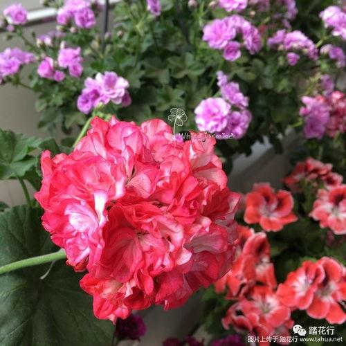 天竺葵品种图片大全,缤纷色彩，尽享园艺之美