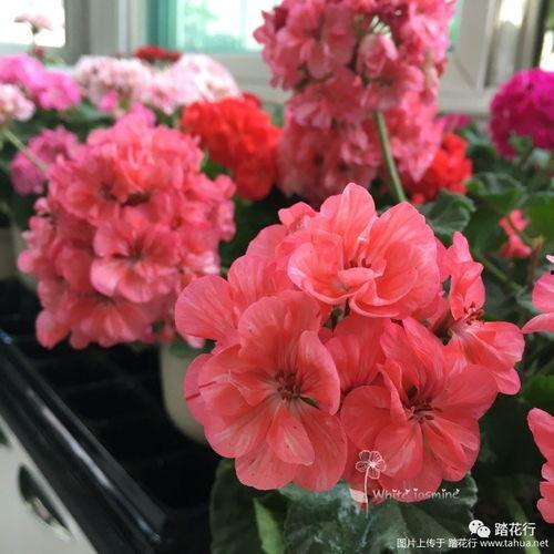 天竺葵品种图片大全,缤纷色彩，尽享园艺之美