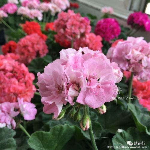 天竺葵品种图片大全,缤纷色彩，尽享园艺之美