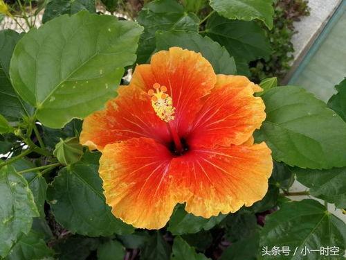 日本 扶桑,探寻日本文化的瑰宝与魅力