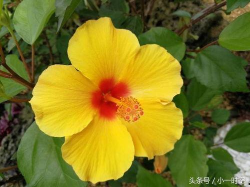 日本 扶桑,探寻日本文化的瑰宝与魅力