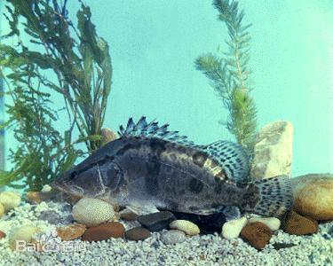 桂花鱼的图片,水中精灵，美丽与美味的完美融合