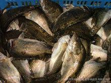 桂花鱼的图片,水中精灵，美丽与美味的完美融合