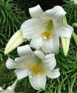 百合片日本的,探索细腻情感与独特美学