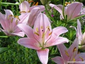 百合片日本的,探索细腻情感与独特美学