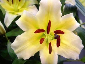 百合片日本的,探索细腻情感与独特美学