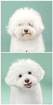 宠物照片大全图片,千姿百态的萌宠大盘点