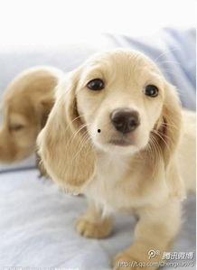 宠物照片大全图片,千姿百态的萌宠大盘点