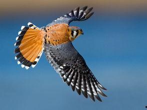 隼图片大全,高清图片带你领略空中猎手的优雅瞬间