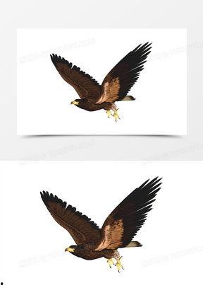 隼图片大全,高清图片带你领略空中猎手的优雅瞬间