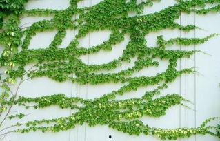 爬山虎花图片,色彩斑斓的生态画卷