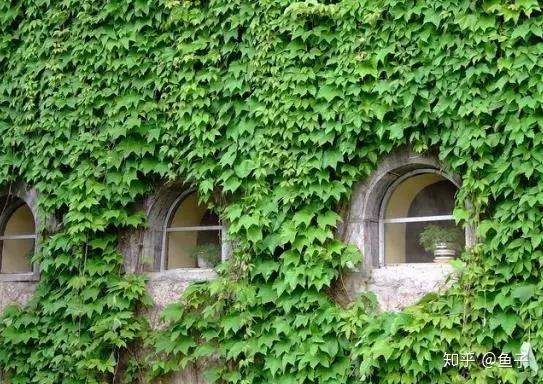 爬山虎花图片,色彩斑斓的生态画卷