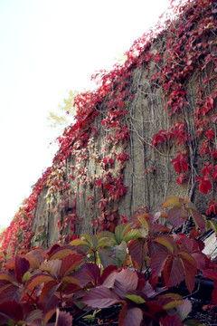 爬山虎花图片,色彩斑斓的生态画卷