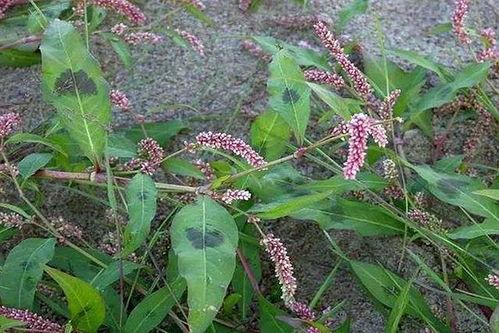 荆草图片,自然界的坚韧与生机