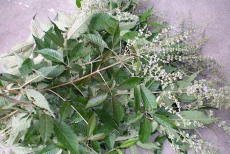 荆草图片,自然界的坚韧与生机