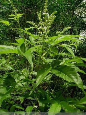 荆草图片,自然界的坚韧与生机