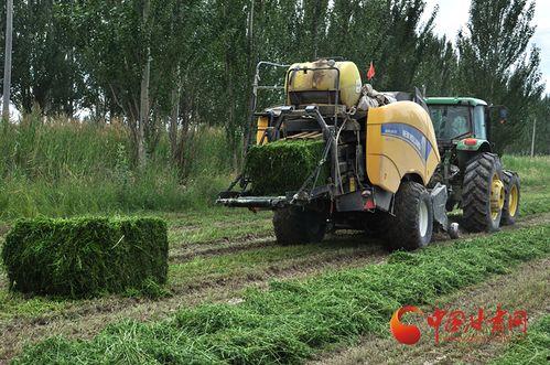 瓜州县今日猪价