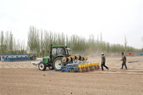 瓜州县今日猪价
