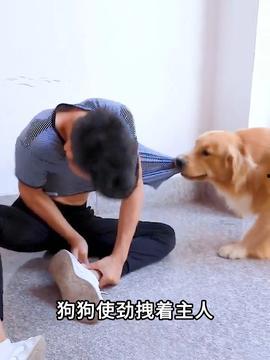 狗和人的视频,温馨情感共鸣