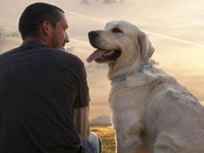 狗和人的视频,温馨情感共鸣