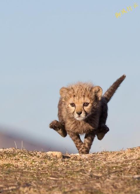 高清图片动物,形态各异的生命画卷