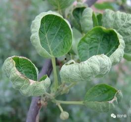 猕猴桃病害图片大全,全面解析常见病害与防治策略