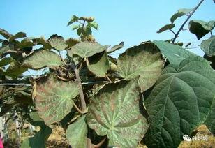 猕猴桃病害图片大全,全面解析常见病害与防治策略