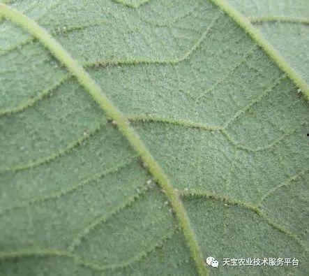 猕猴桃病害图片大全,全面解析常见病害与防治策略