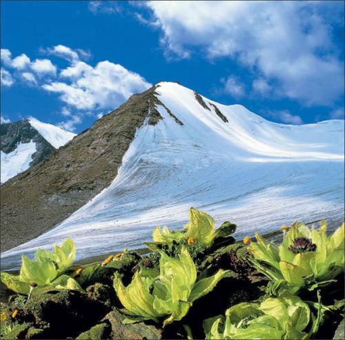 冰山雪莲花图片大全,探寻神秘雪莲的冰封之美