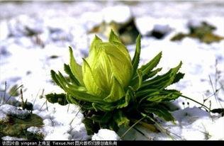 冰山雪莲花图片大全,探寻神秘雪莲的冰封之美