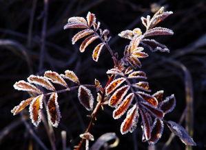 冰山雪莲花图片大全,探寻神秘雪莲的冰封之美