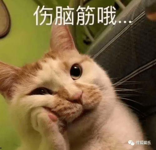 娱乐吃瓜酱不如猫,揭秘娱乐圈幕后那些事儿